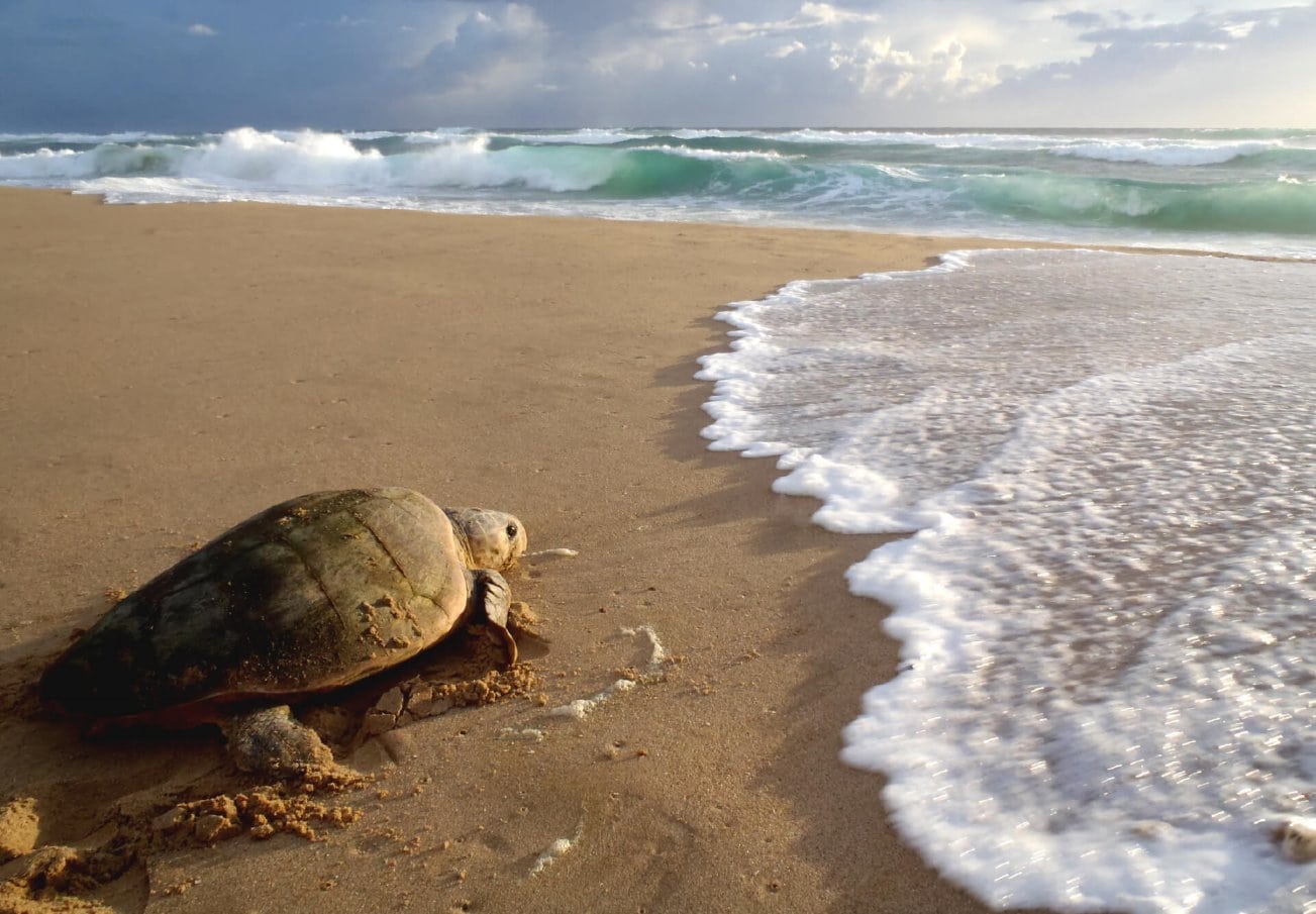 Zeeschildpad op het strand van Mabibi in KwaZulu Natal, Zuid-Afrika