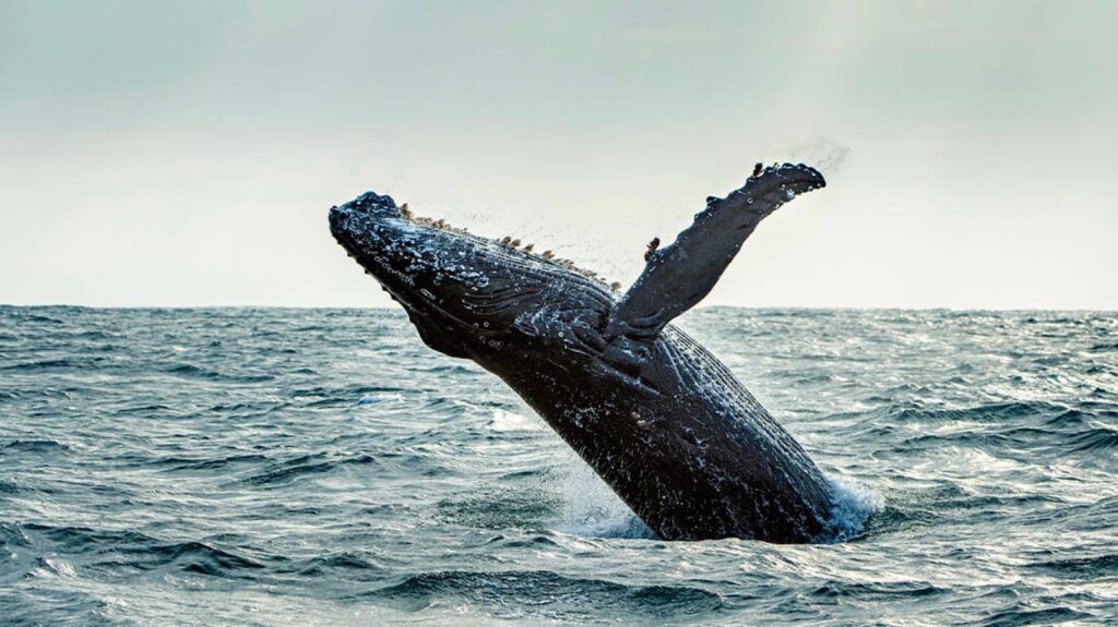 Bultrug walvis die hoog uit het water springt