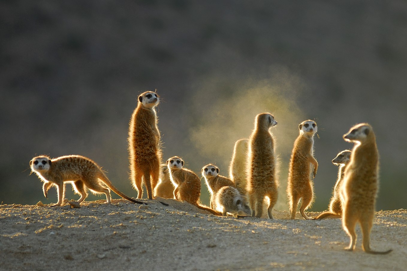 Familieportret van de aandoenlijk ogende Meerkats of stokstaartjes in het Tswalu Kalahari Privé Reservaat