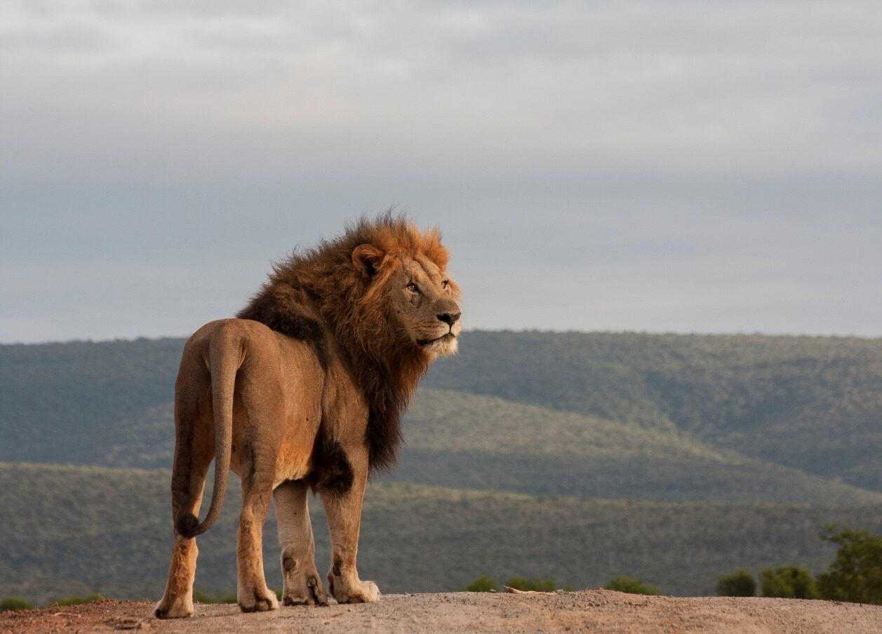 Mannetjesleeuw in Kwandwe Pivate Game Reserve die achterom kijkt