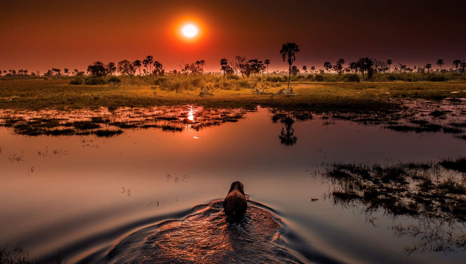 Olifant wadend door het water van de delta in de koperen gloed van de ondergaande zon