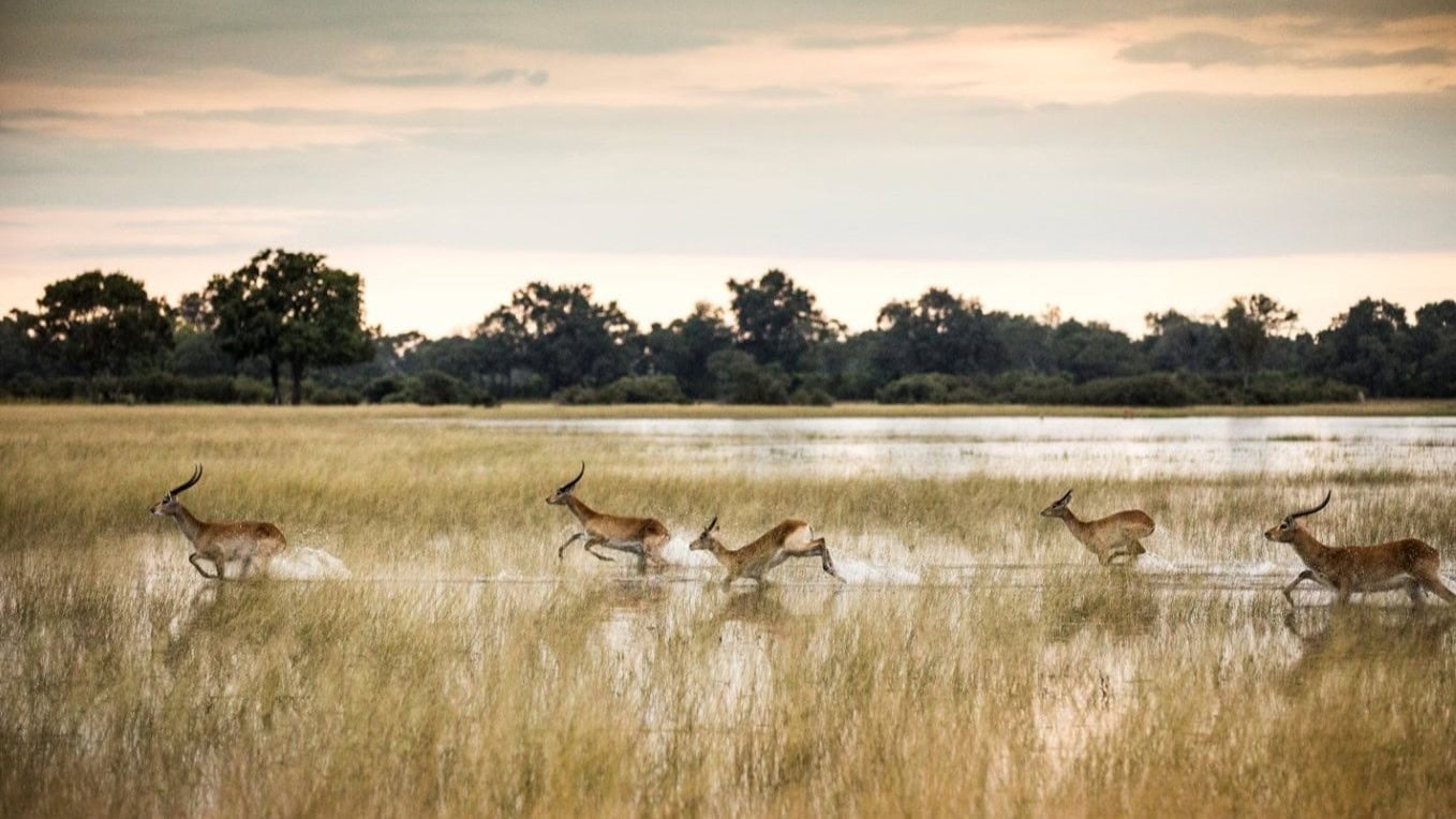 Red Lechwe antilopen rennen door het water van de Okavango Delta