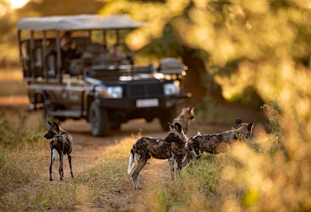 Afrikaanse wilde honden voor een safari-jeep