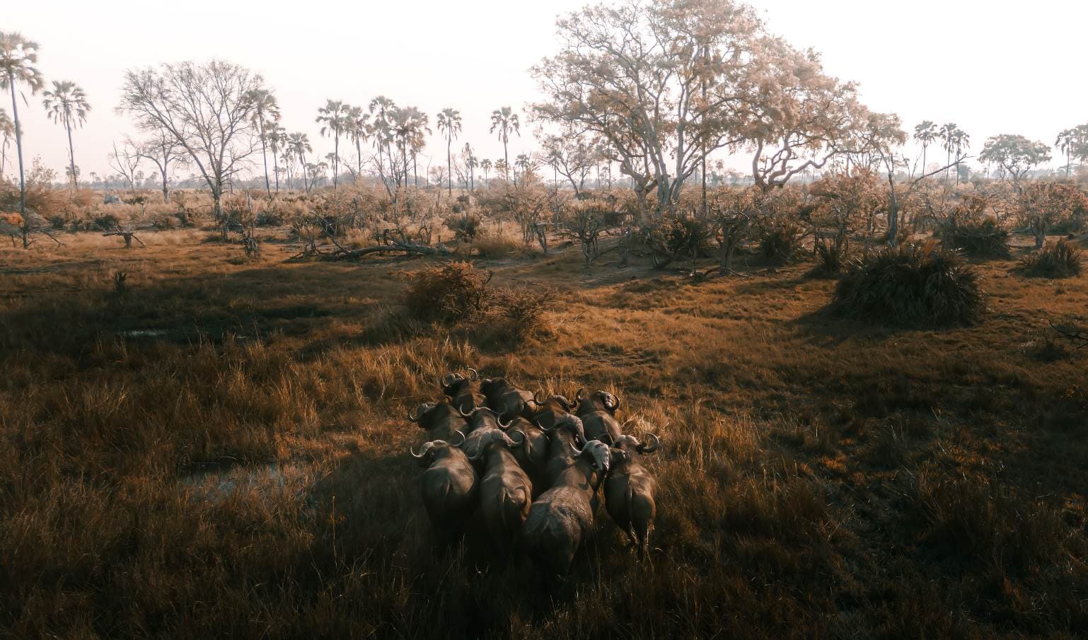 Kleine kudde buffels in Moremi die dicht tegen elkaar het op een lopen zetten.