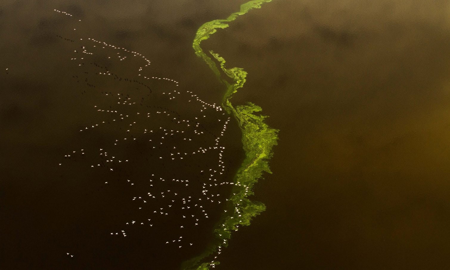 Flamingos boven Lake Magadi in Shompole Reservaat van bovenaf gezien